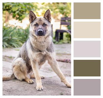 German Shepherd Dog Outdoors Image